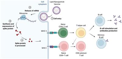 Understanding the Role and Impact of Poly (Ethylene Glycol) (PEG) on Nanoparticle Formulation: Implications for COVID-19 Vaccines